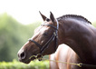 kwpn_stallion_ultime_espoir_v._chellano_z_at_de_wiemselbach